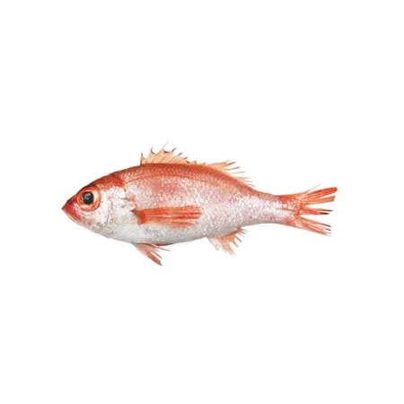 Frozen Blackthroat Seaperch Food Beverage Frozen Blackthroat Seaperch Food Beverage