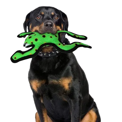 Dog Toy