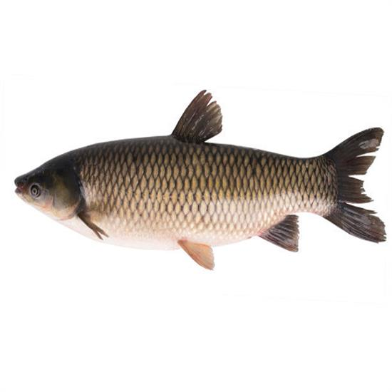 live grass carp Seafood Food