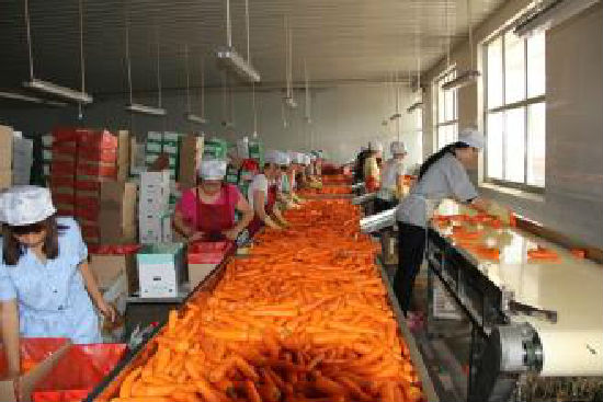 Shouguang Starail Economic & Trade Co Ltd